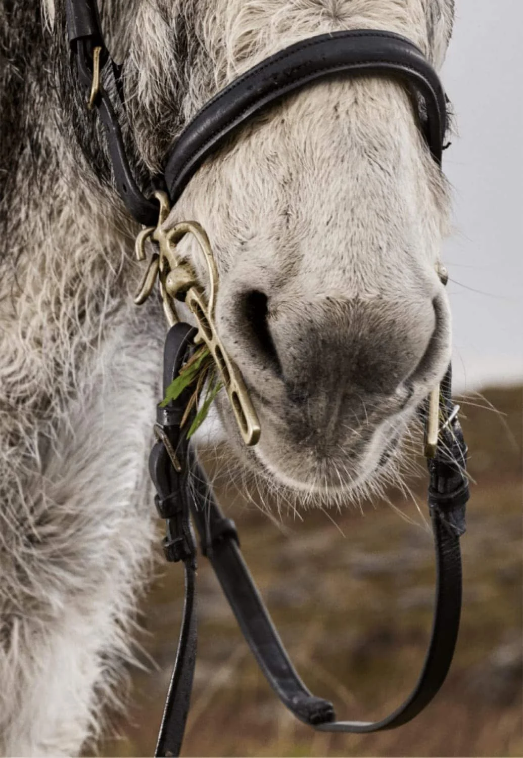 Nahaufnahme von Don Mosley dem Esel
