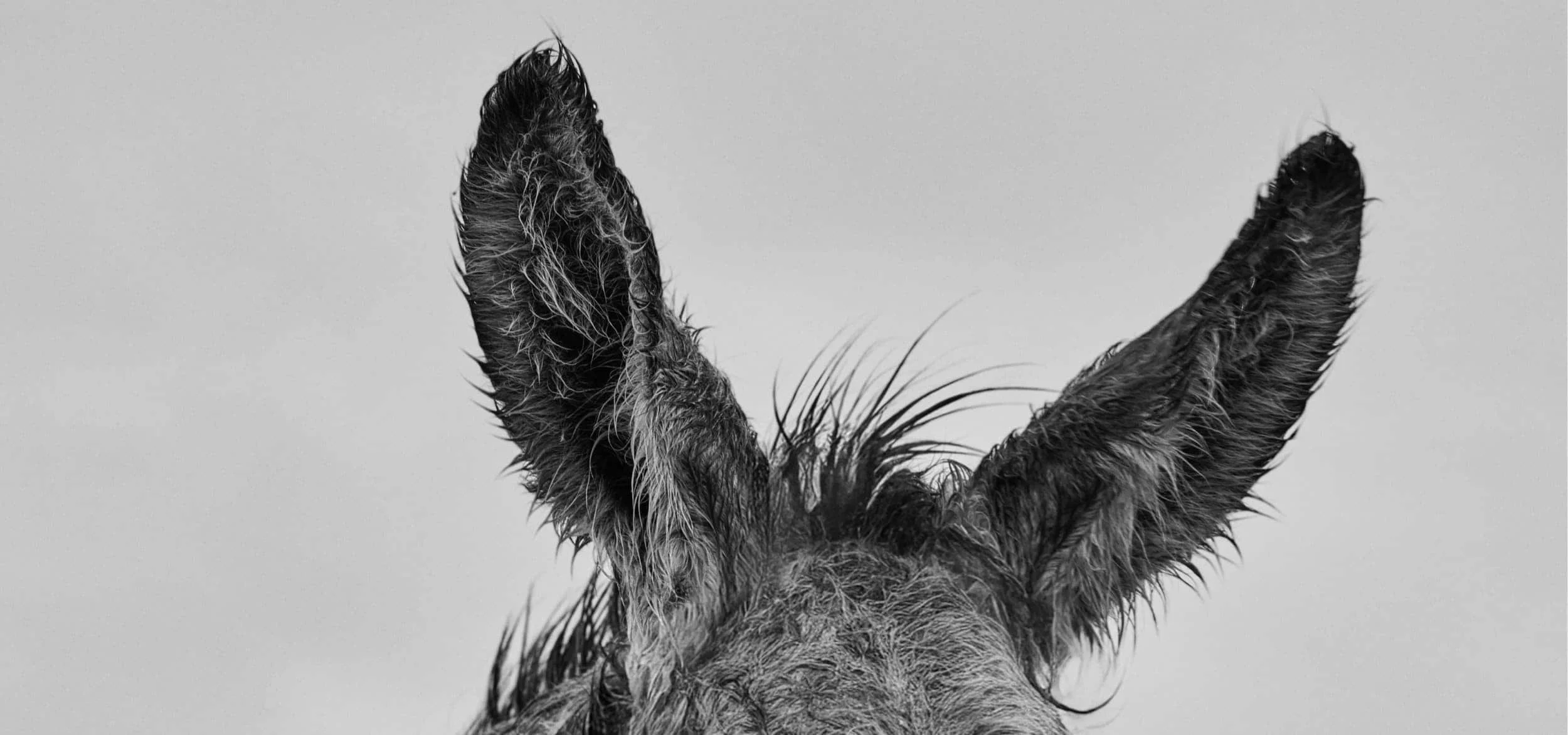 Primer plano de las orejas del burro Don Mosley