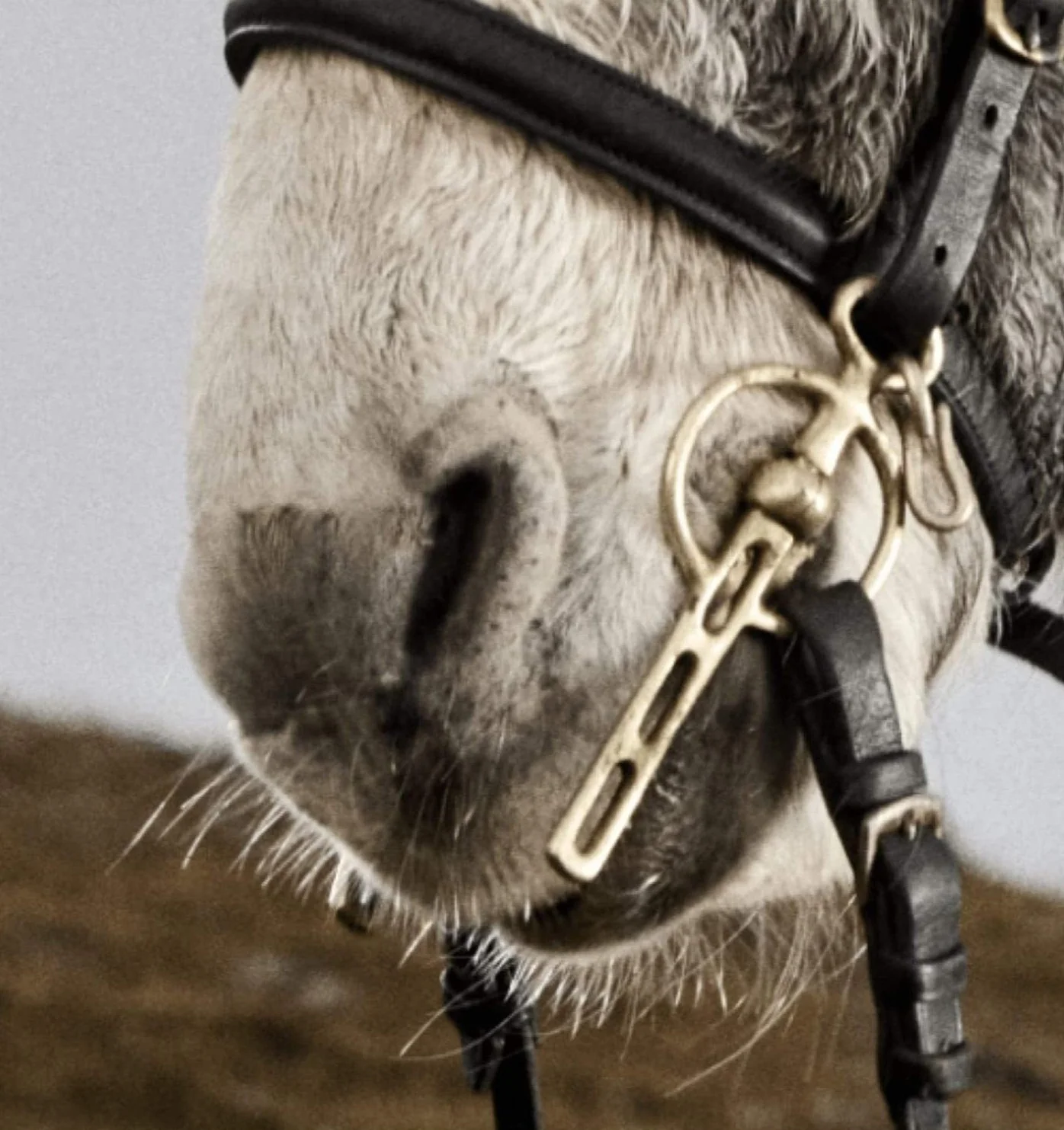 Primer plano del burro Don Mosley con una brida