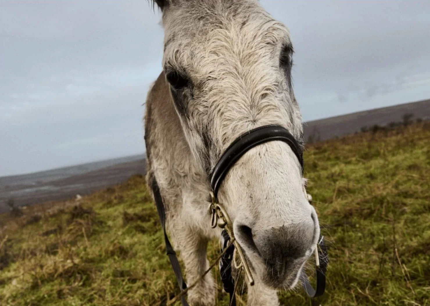 Retrato del burro Don Mosley