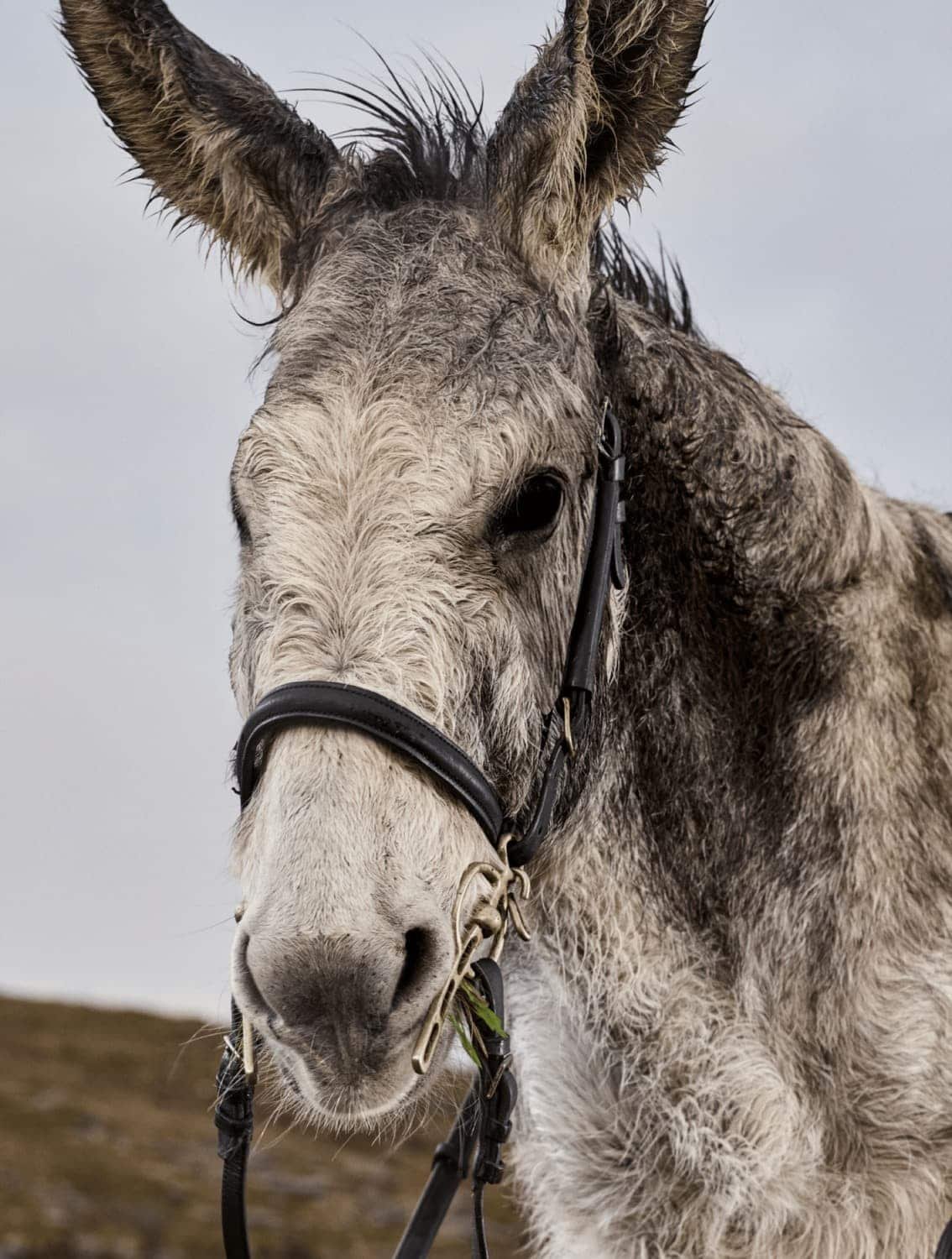Retrato del burro don mosley