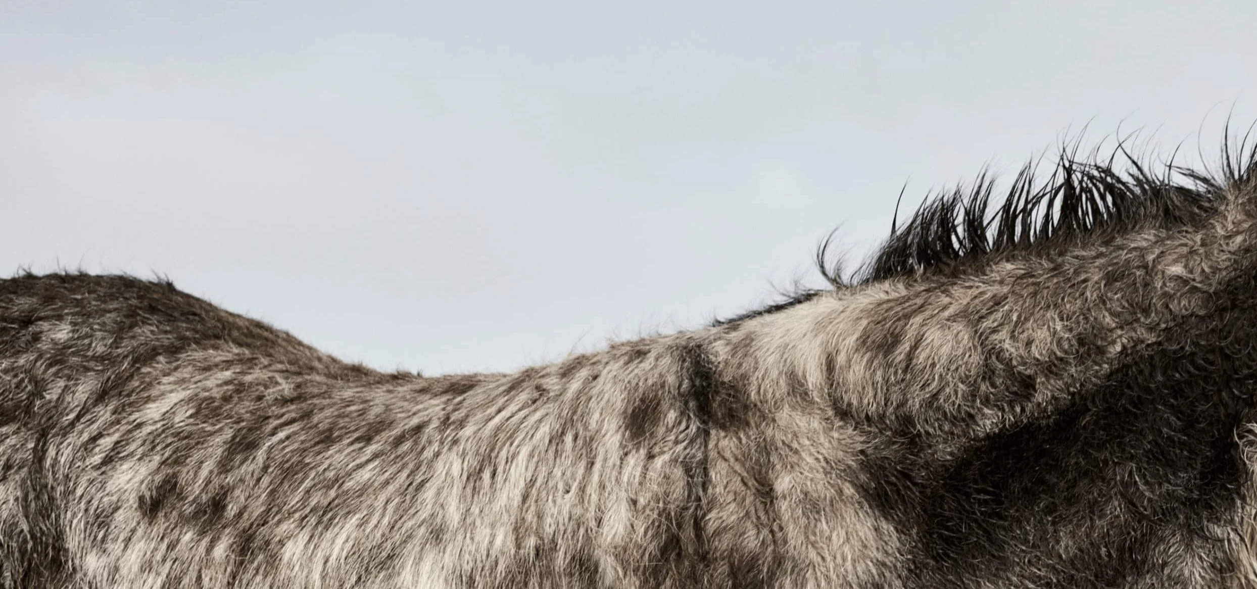 Gros plan du pelage de l’âne Don Mosley