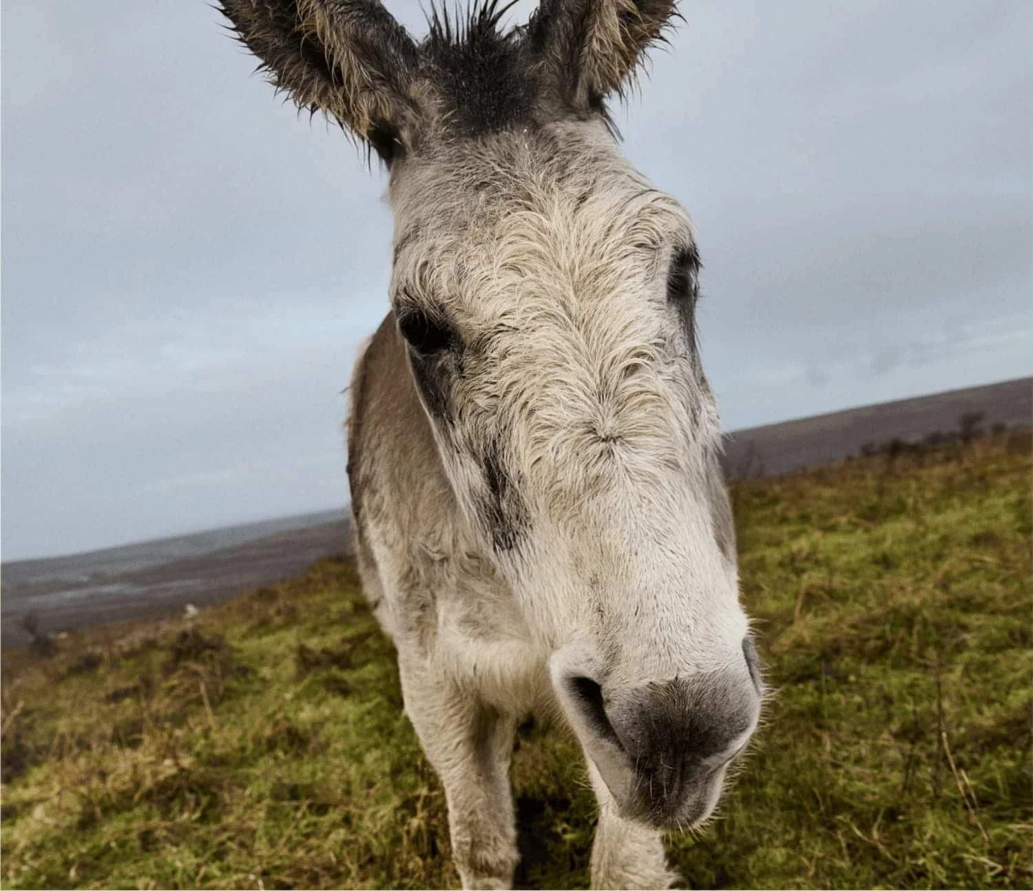 portrait de l’âne don mosley