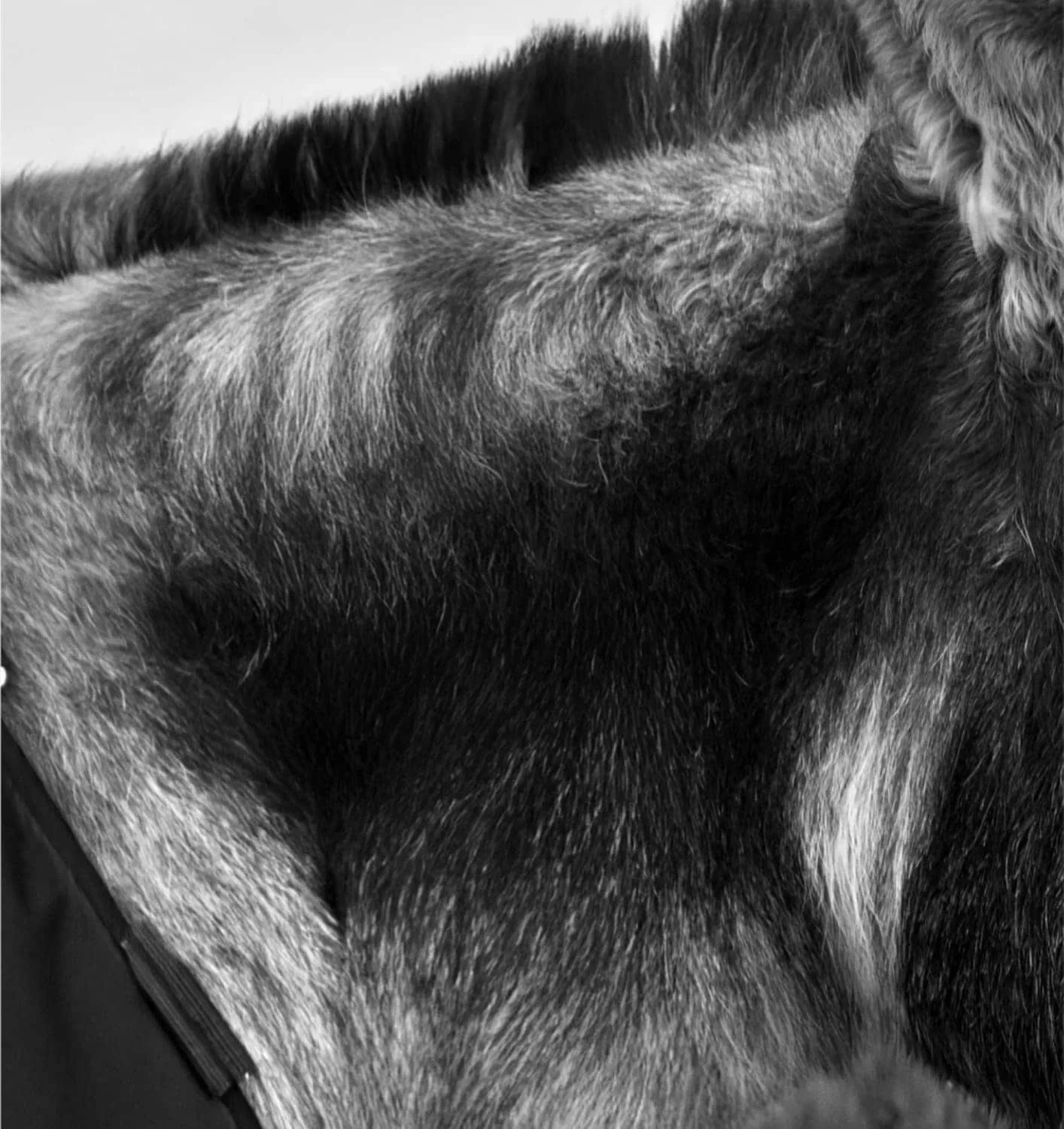 gros plan de l’âne don mosley