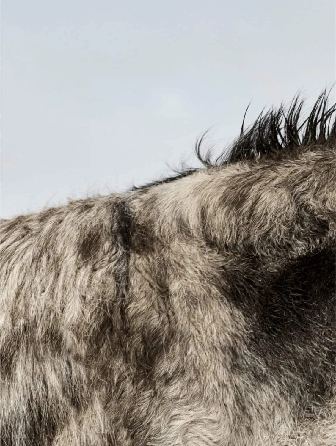 gros plan de l’âne don mosley