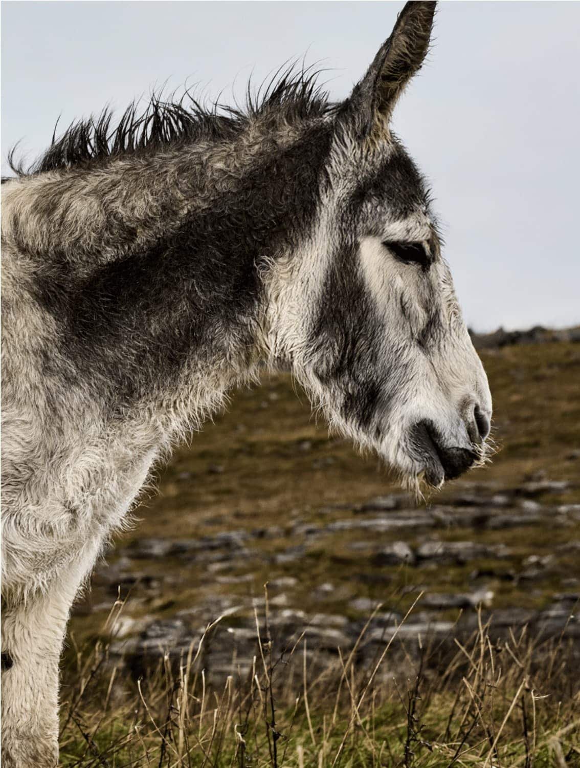 portrait de l’âne don mosley de profil