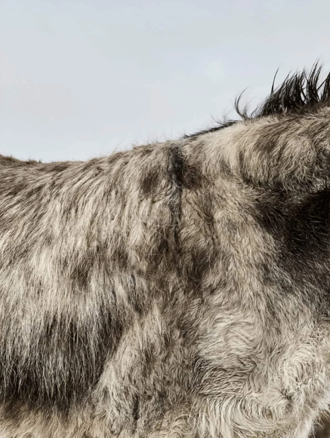 Gros plan de l’âne Don Mosley