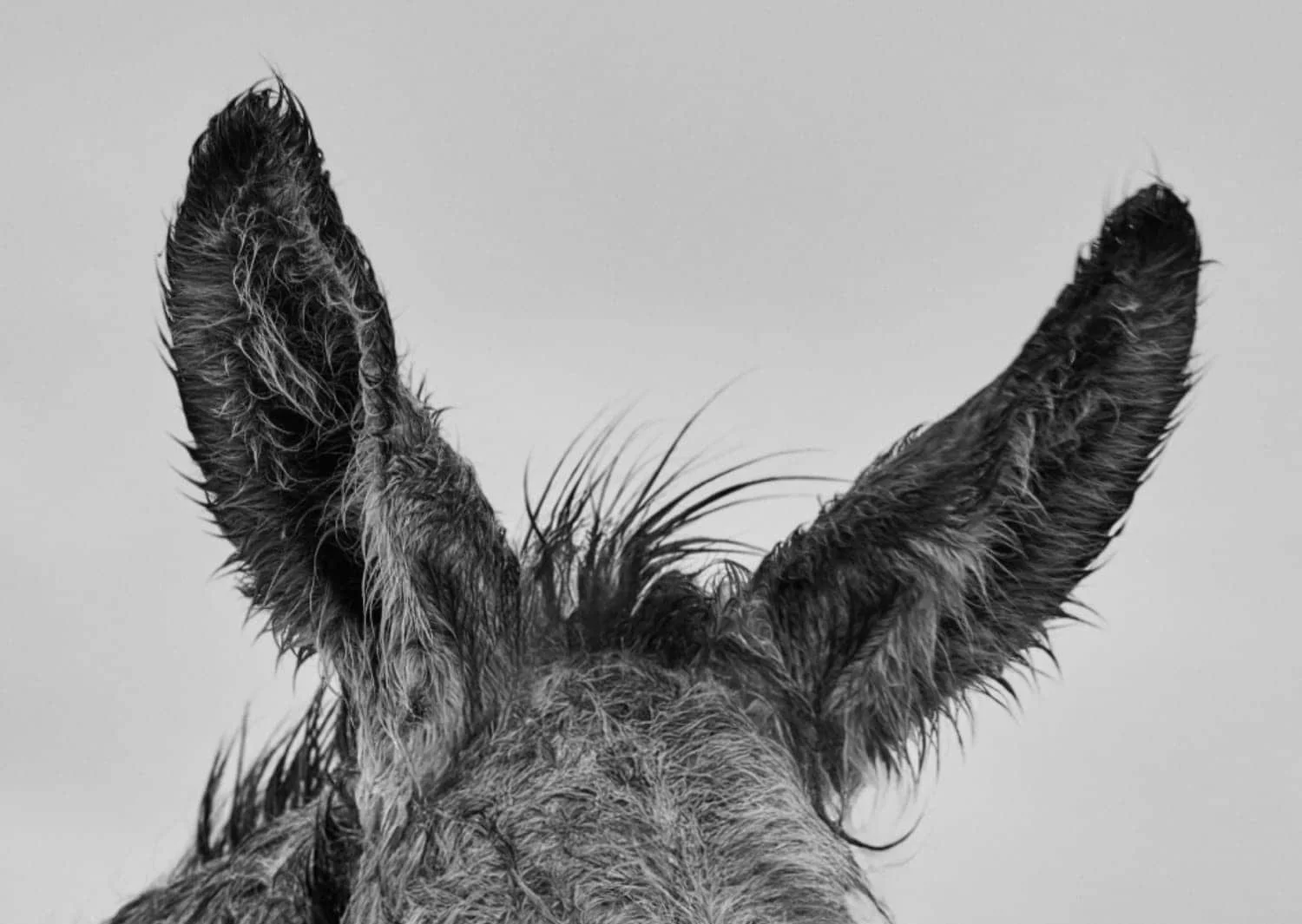 Photo des oreilles de l’âne Don Mosley