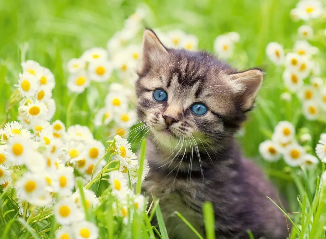 Kitten in the Meadow