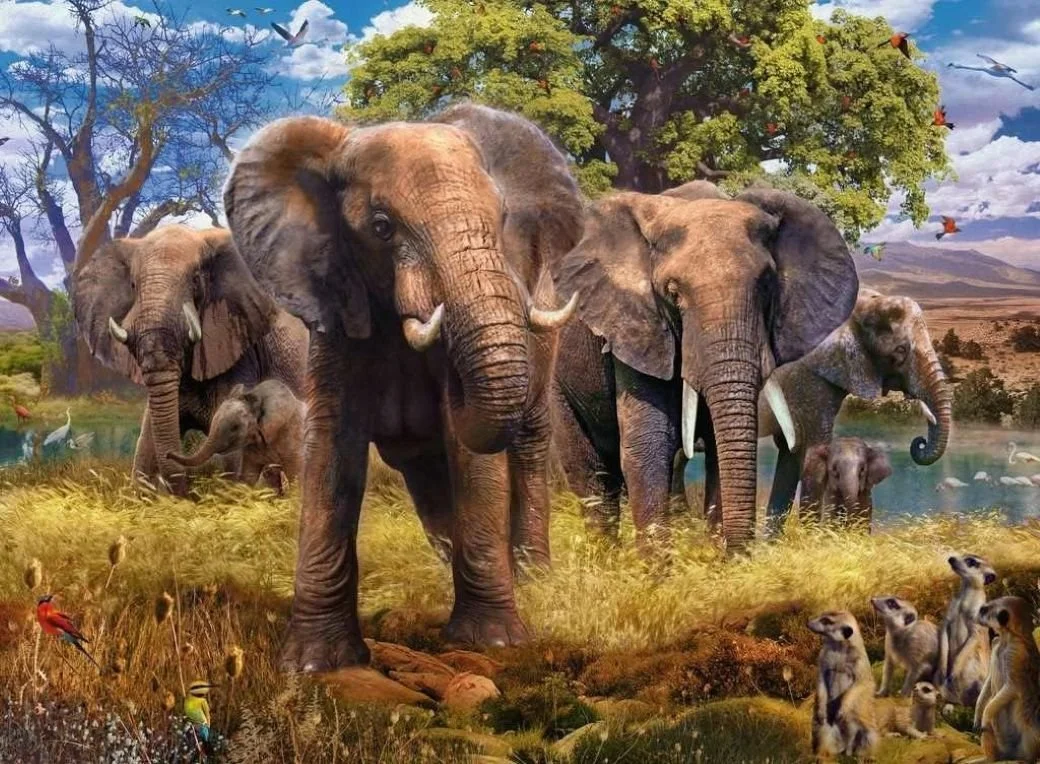 Elephant Family