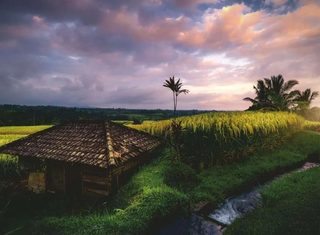 Bali Rice Fields