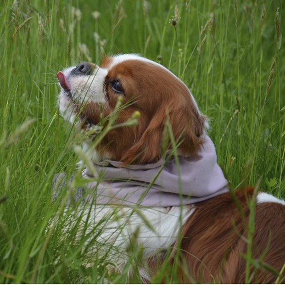 In_the_grass.jpg