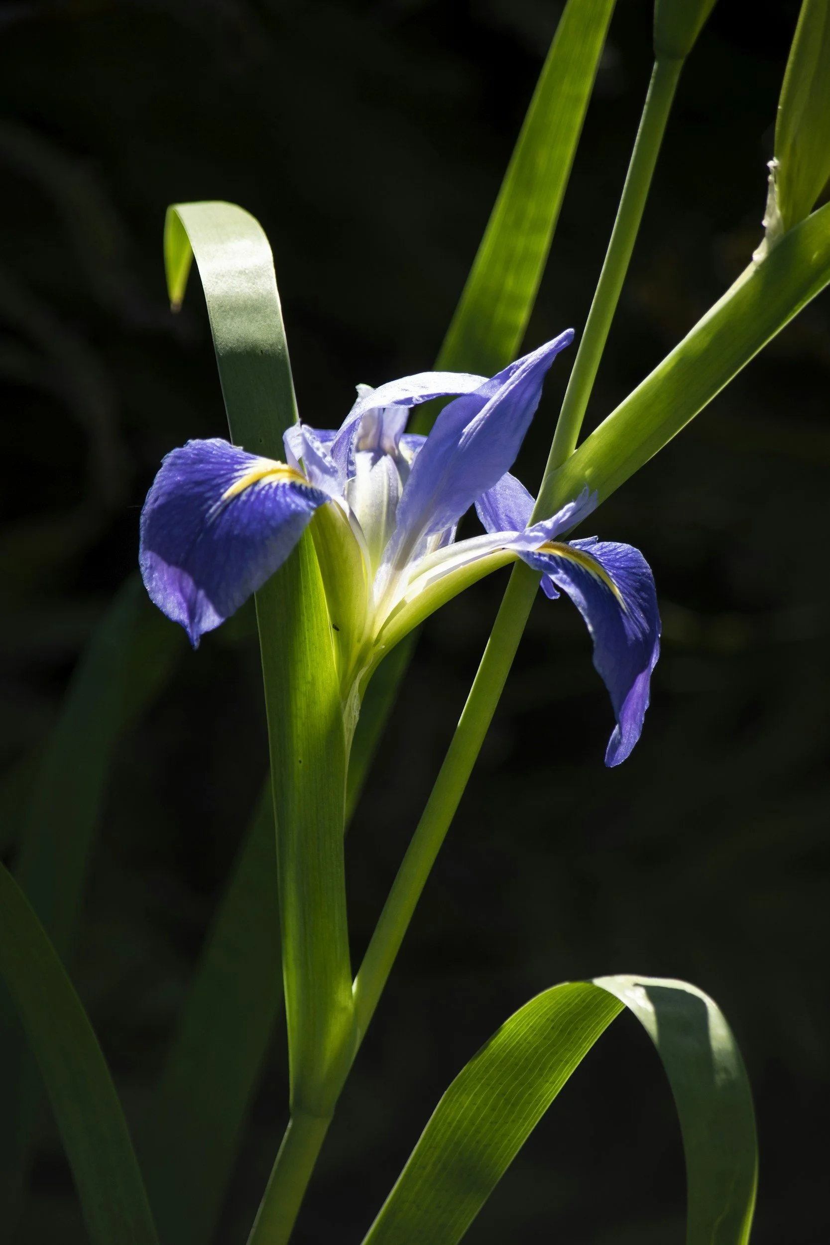 How the Blue Irises Died