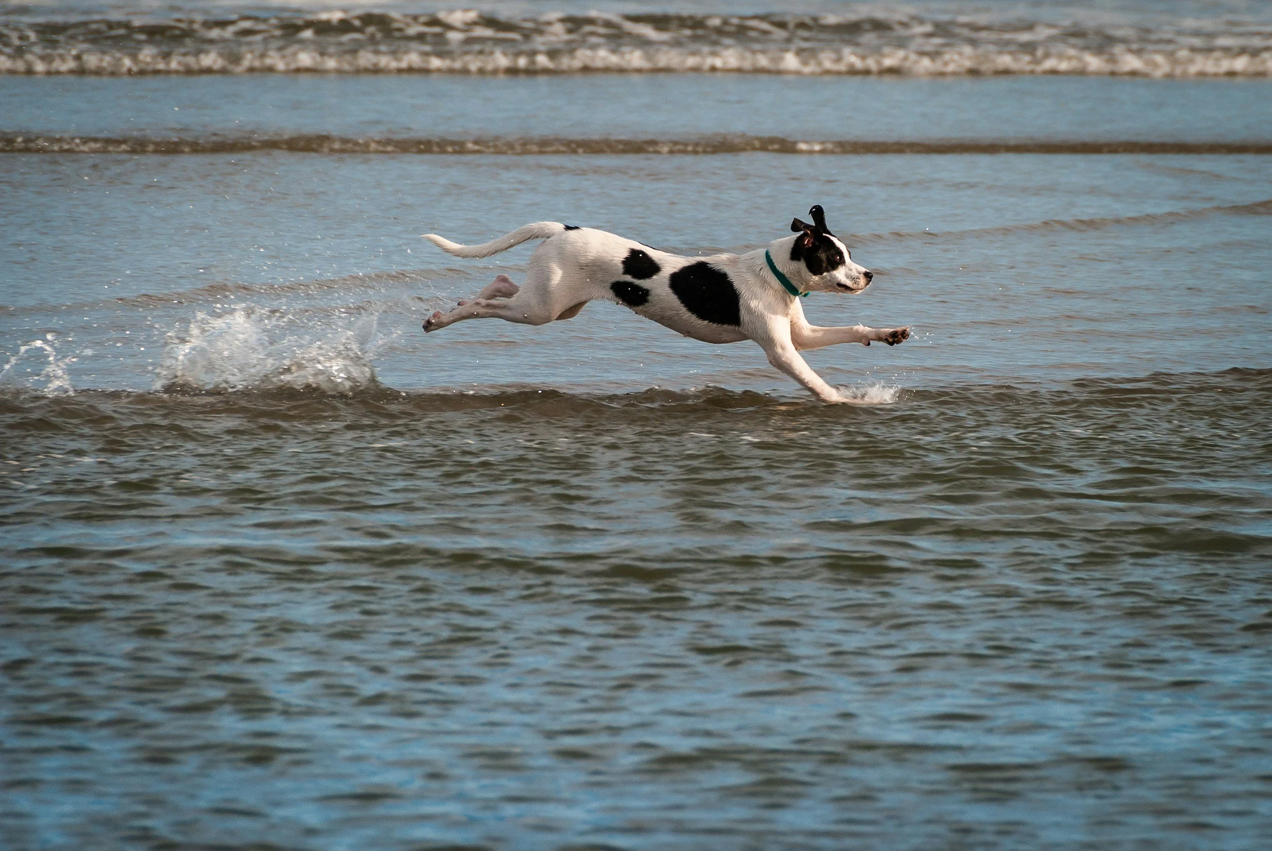 playing fetch and victim