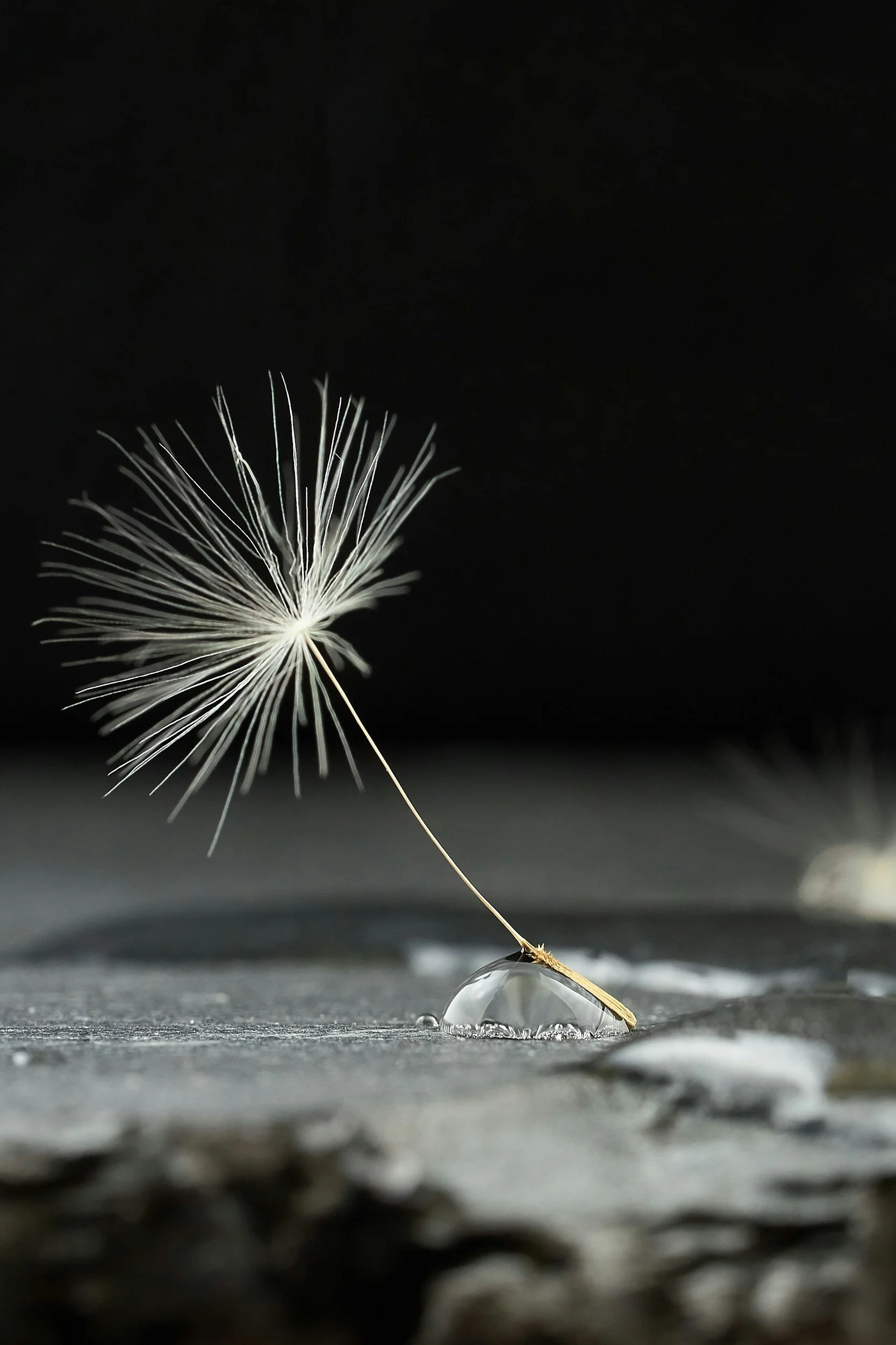 Dandelions