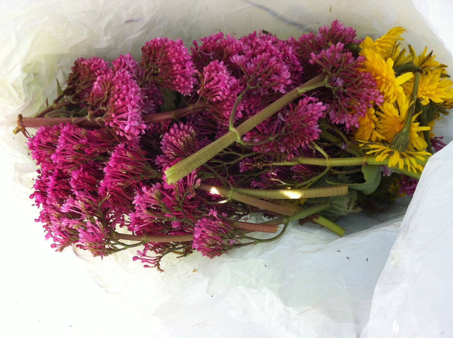 Plant dyes 0615.jpg