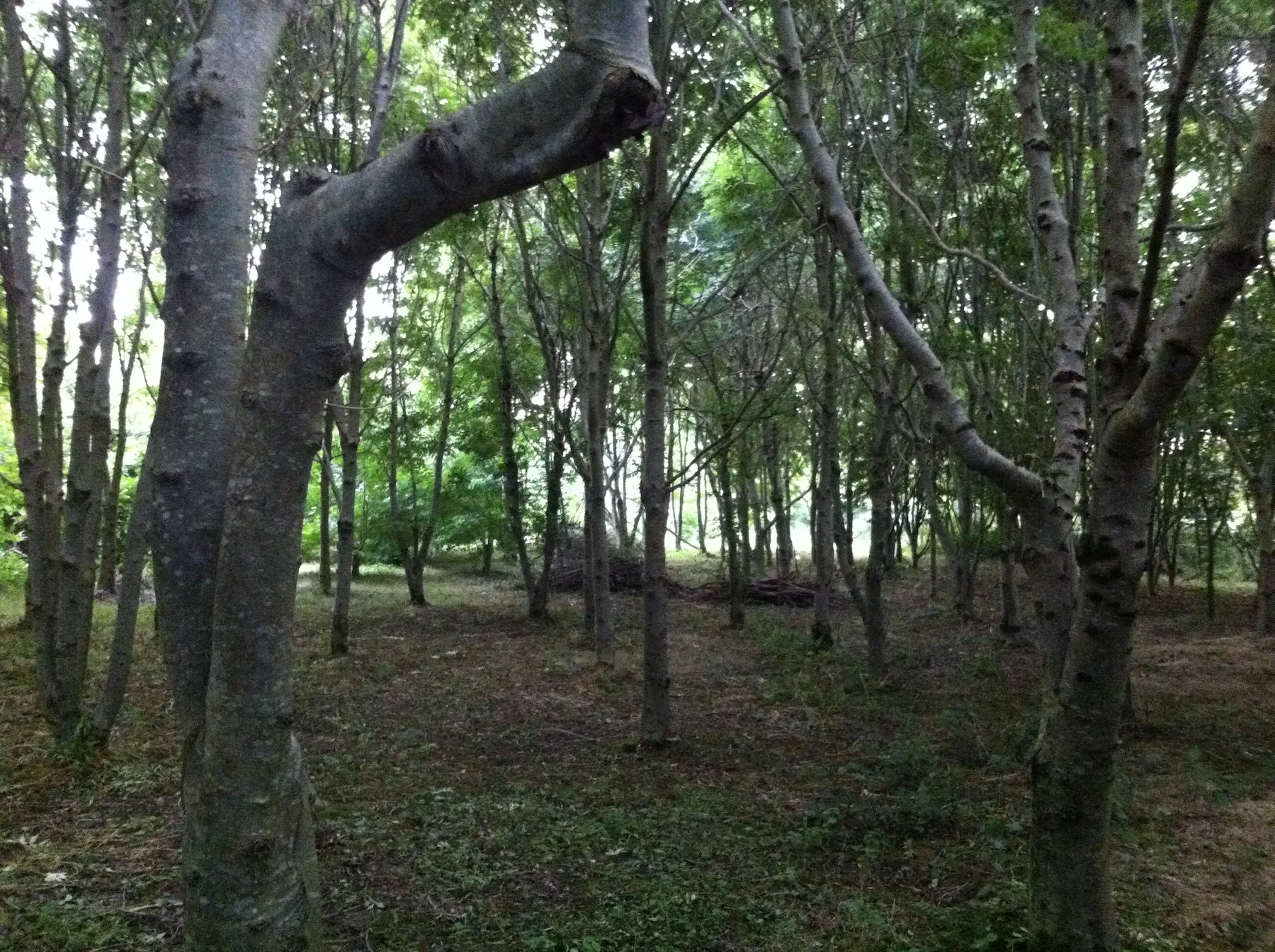 LWC Ash Coppice 0816.jpg