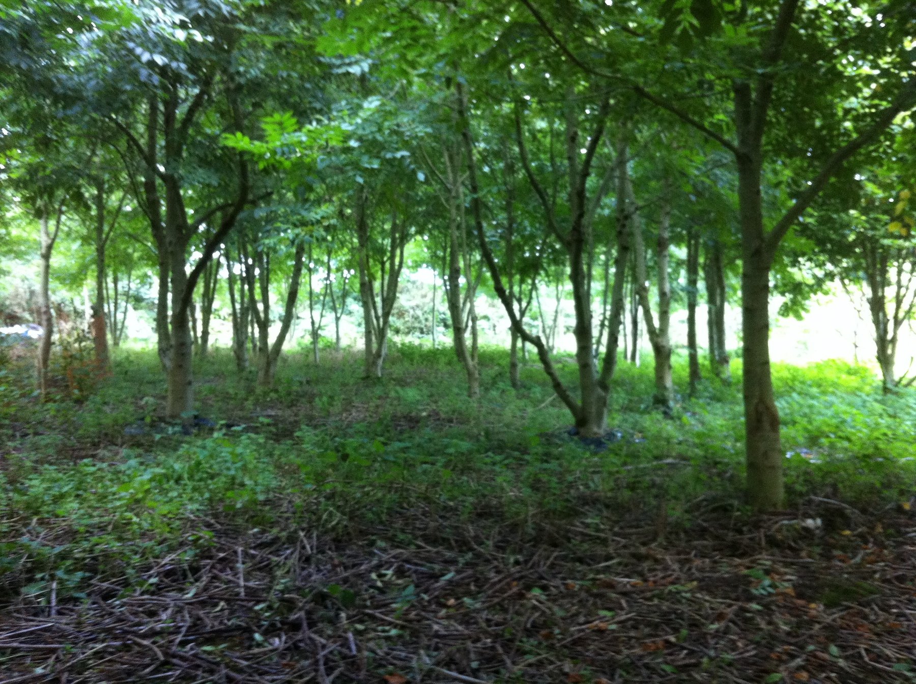 2013_Planit Ash Coppice.jpg