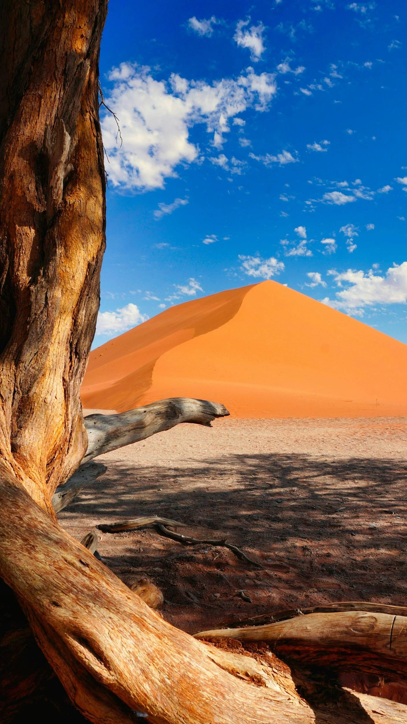 Un arbre avec des branches sèches devant un désert avec une dune de sable orange et un ciel bleu avec quelques nuages.