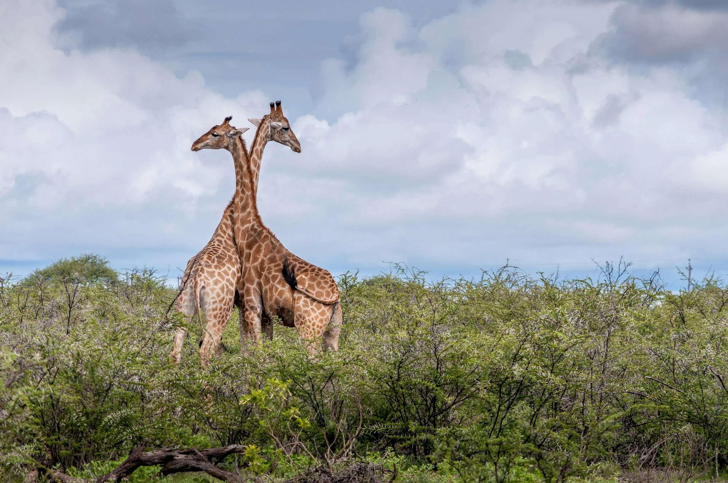 Deux girafes dans la savane, entourées de buissons verts, sous un ciel nuageux.