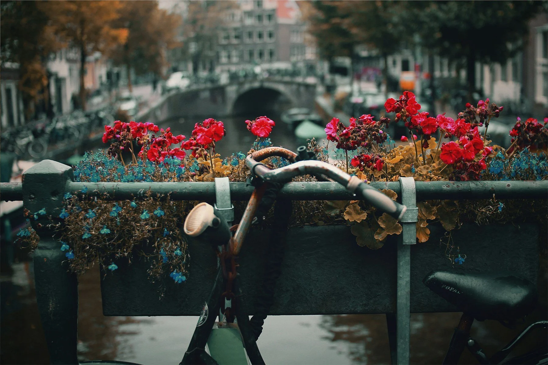 Un vélo rouillé attaché à une barrière avec des fleurs rouges et jaunes, avec un canal et un pont en arrière-plan, dans une ville européenne, en automne.