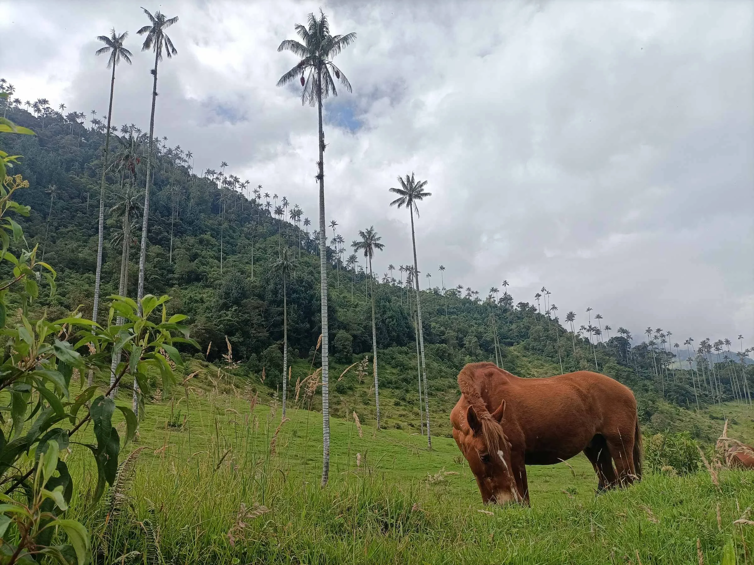 Un cheval broutant dans un paysage de collines verdoyantes avec des palmiers au fond, sous un ciel nuageux.