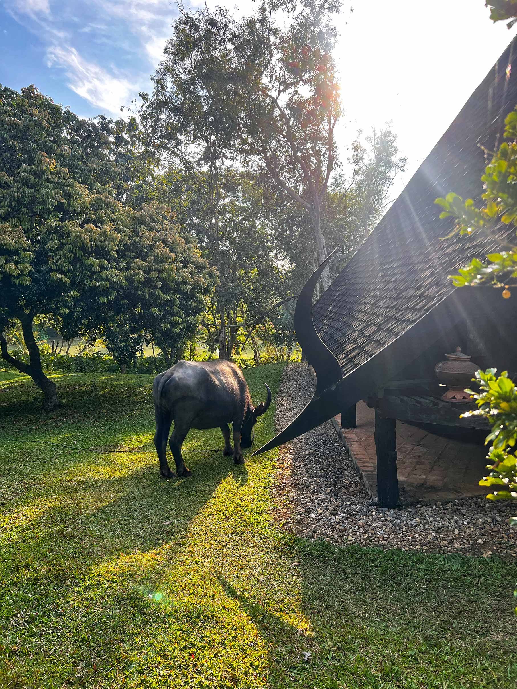 Un buffle noir se trouve dans un jardin verdoyant entouré d'arbres avec la lumière du soleil brillante au-dessus, près d'une structure en bois avec un toit en tuiles.