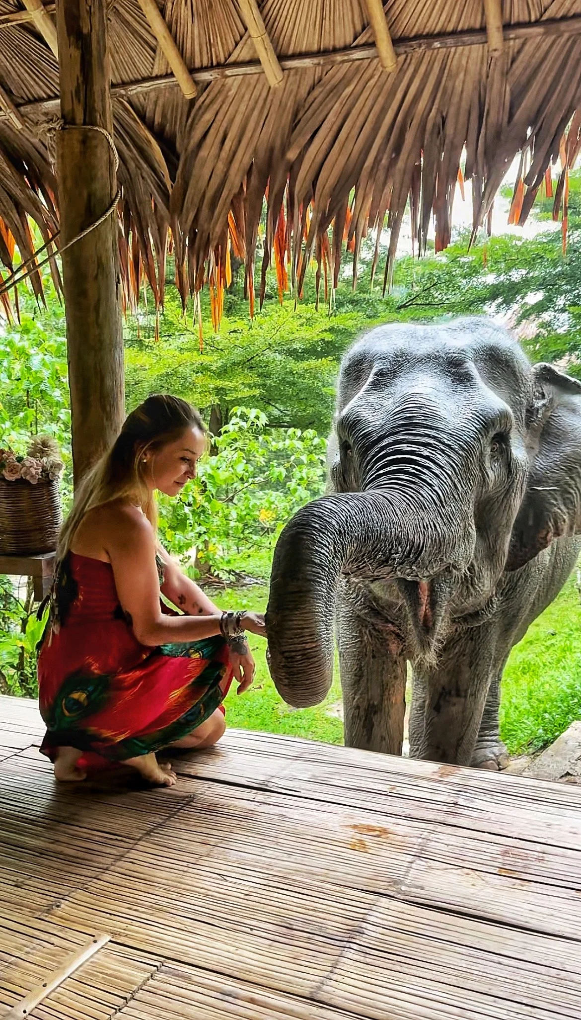 Une jeune femme en robe rouge et jupée colorée, assise sur un sol en bois, caresse une éléphant qui se trouve devant elle sous un abri en feuilles de palmier, dans un environnement verdoyant.