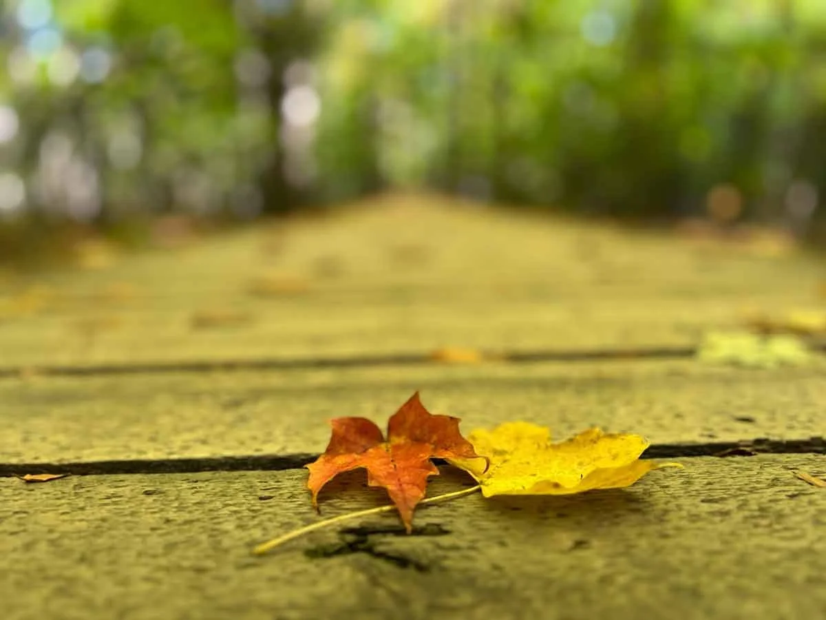 Deux feuilles d'automne, l'une rouge et l'autre jaune, posées sur une surface en bois avec un fond flou de nature verdoyante.
