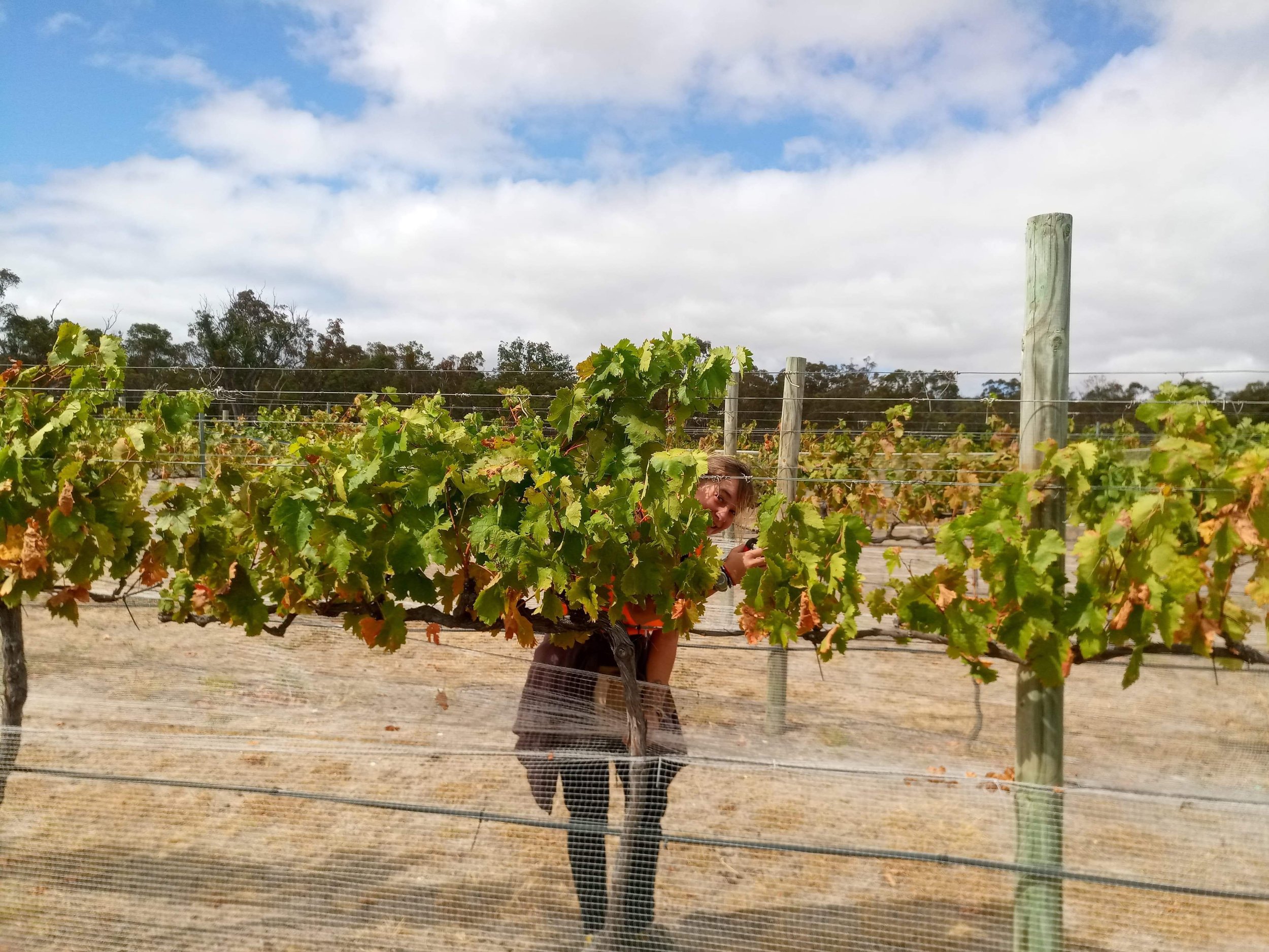 Une personne souriante dans un vignoble avec des rangées de vignes, ciel partiellement nuageux.