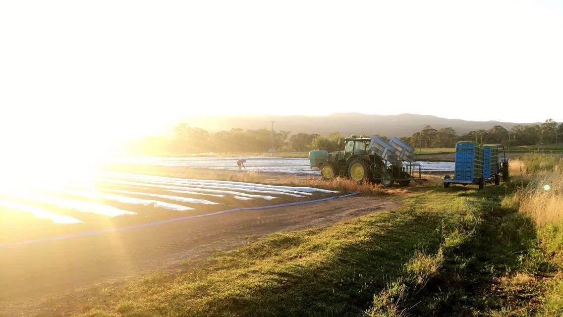 Champ agricole avec tracteur, filets de plastique blanc, et palettes bleues, en pleine lumière du soleil couchant ou levant.