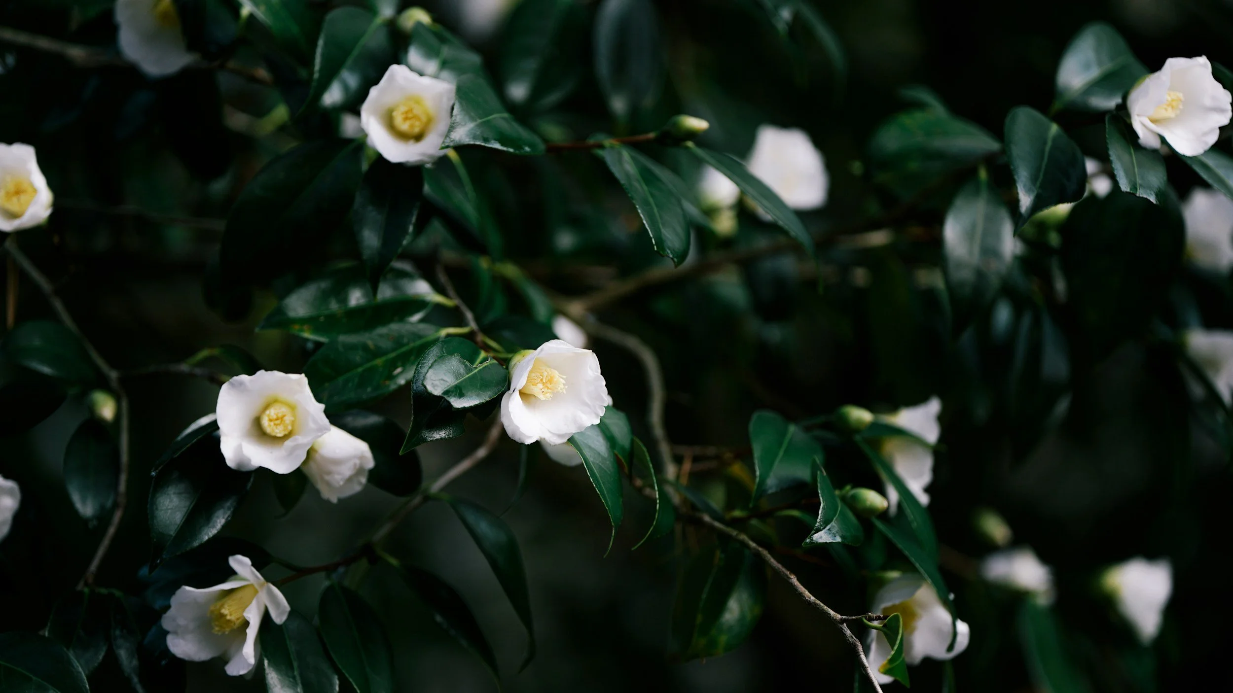 unsplash-image-JVZCQpwccwc.jpg