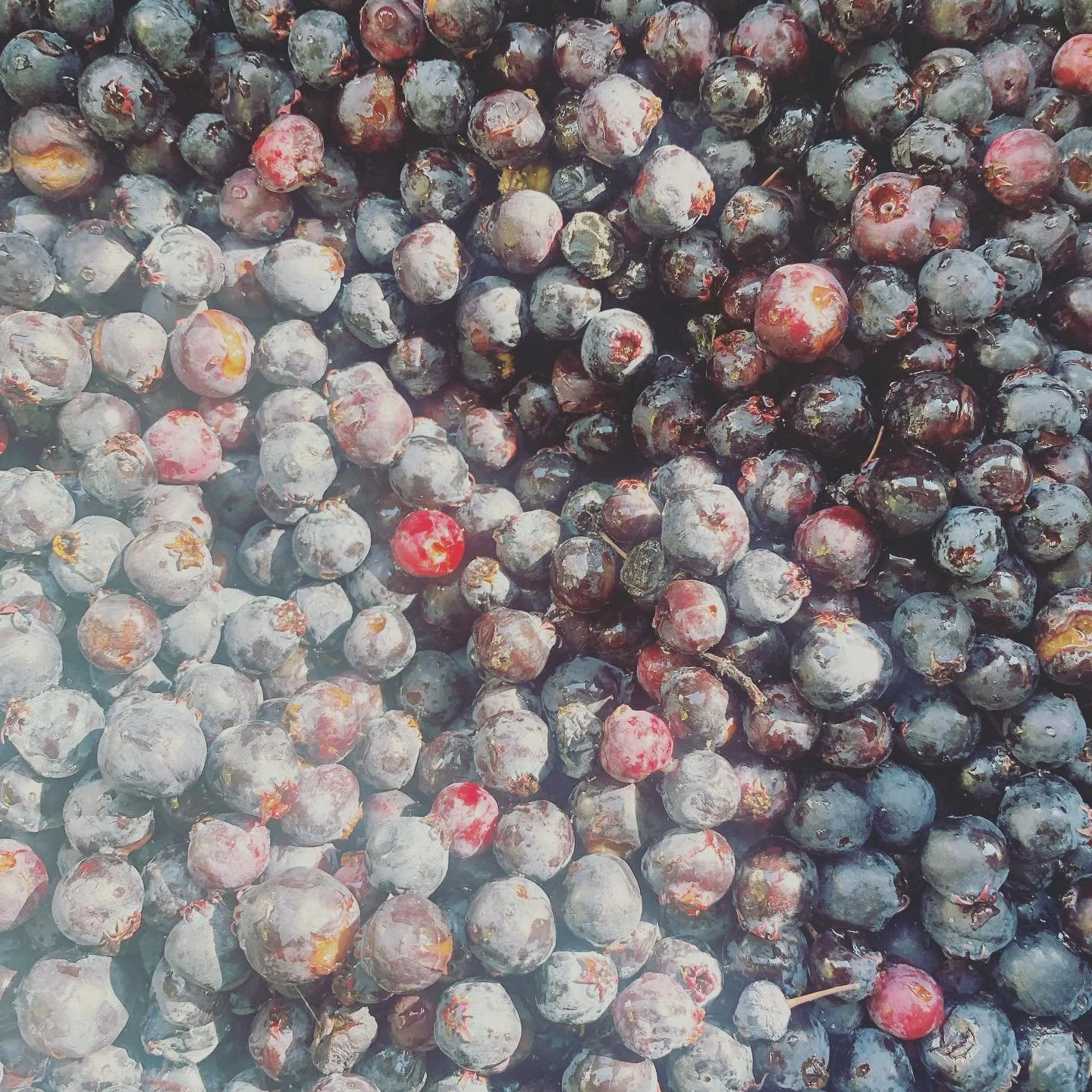 Looking forward to saskatoon perogies&hellip;🌿

#manitobasaskatoons #foragingforfood #saskatoonberries #surfsidetrailer