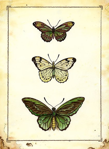 Butterflies # 1