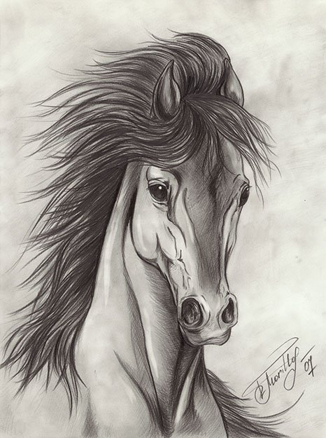 Black & White horse