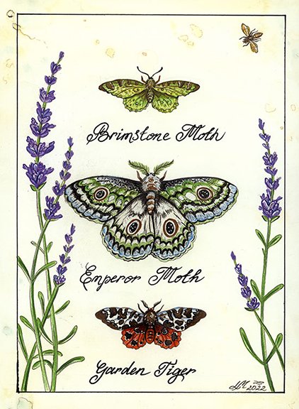 Butterflies # 3