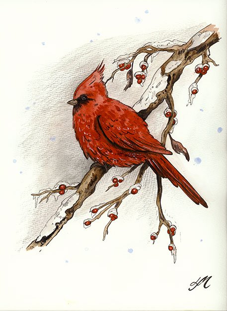 Red Cardinal bird