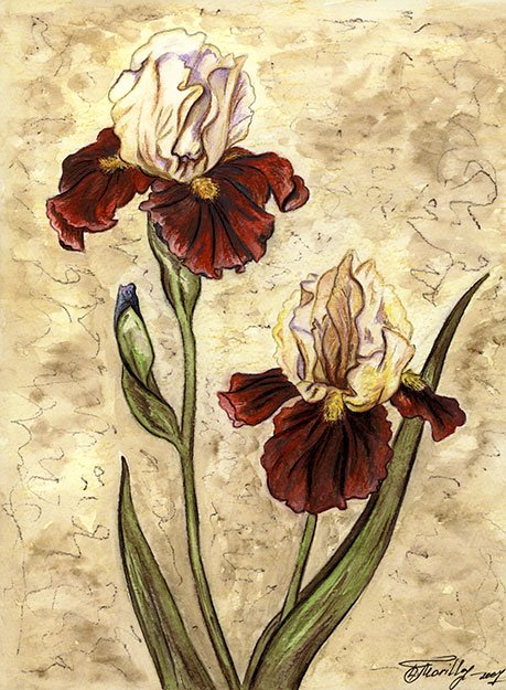 Iris flowers