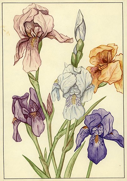 Irises