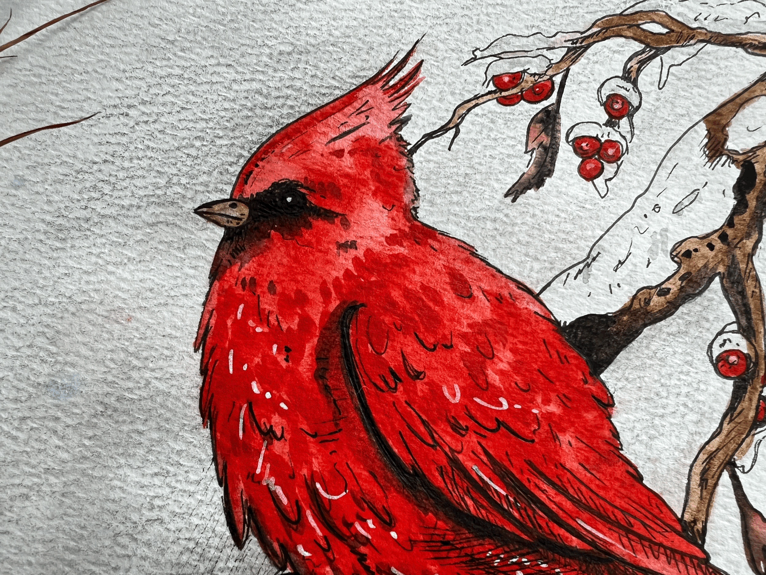Cardinal Bird
