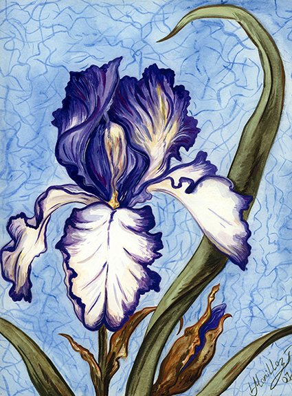 Purple Iris