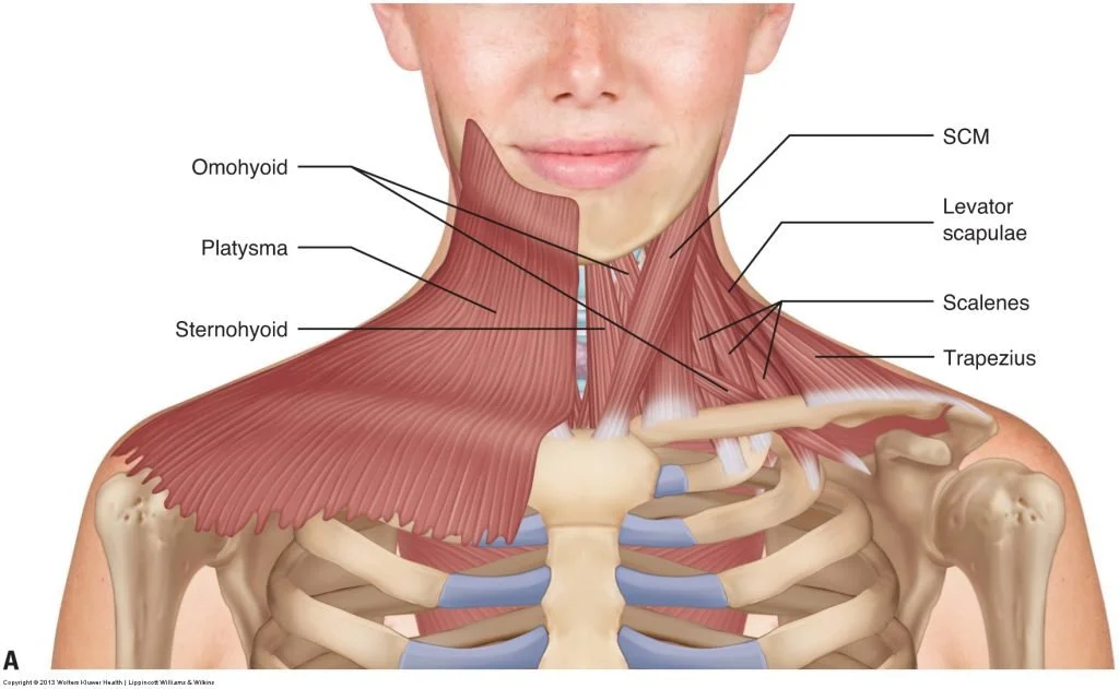 Anatomical diagram of the neck muscles — platysma, sternohyoid, omohyoid, SCM, scalenes, trapezius and levator scapulae — labelled over a woman's neck and shoulders.