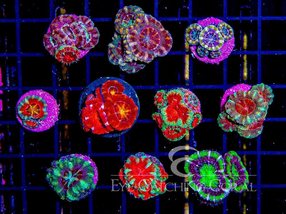 Assorted Acan Lords - Captive Spawned — Special Order [F1CSAALF]