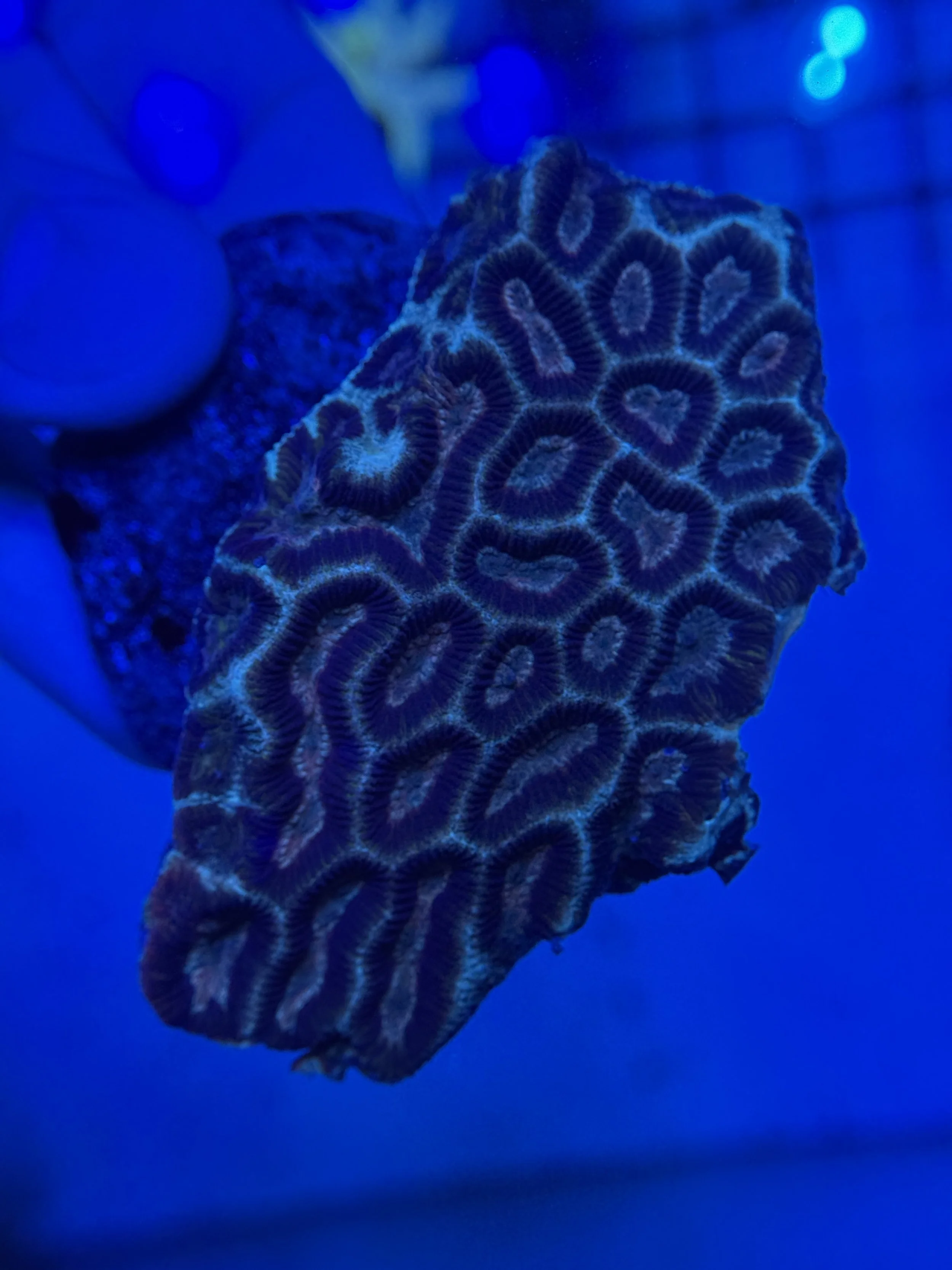 Green Platygyra Mini Colony