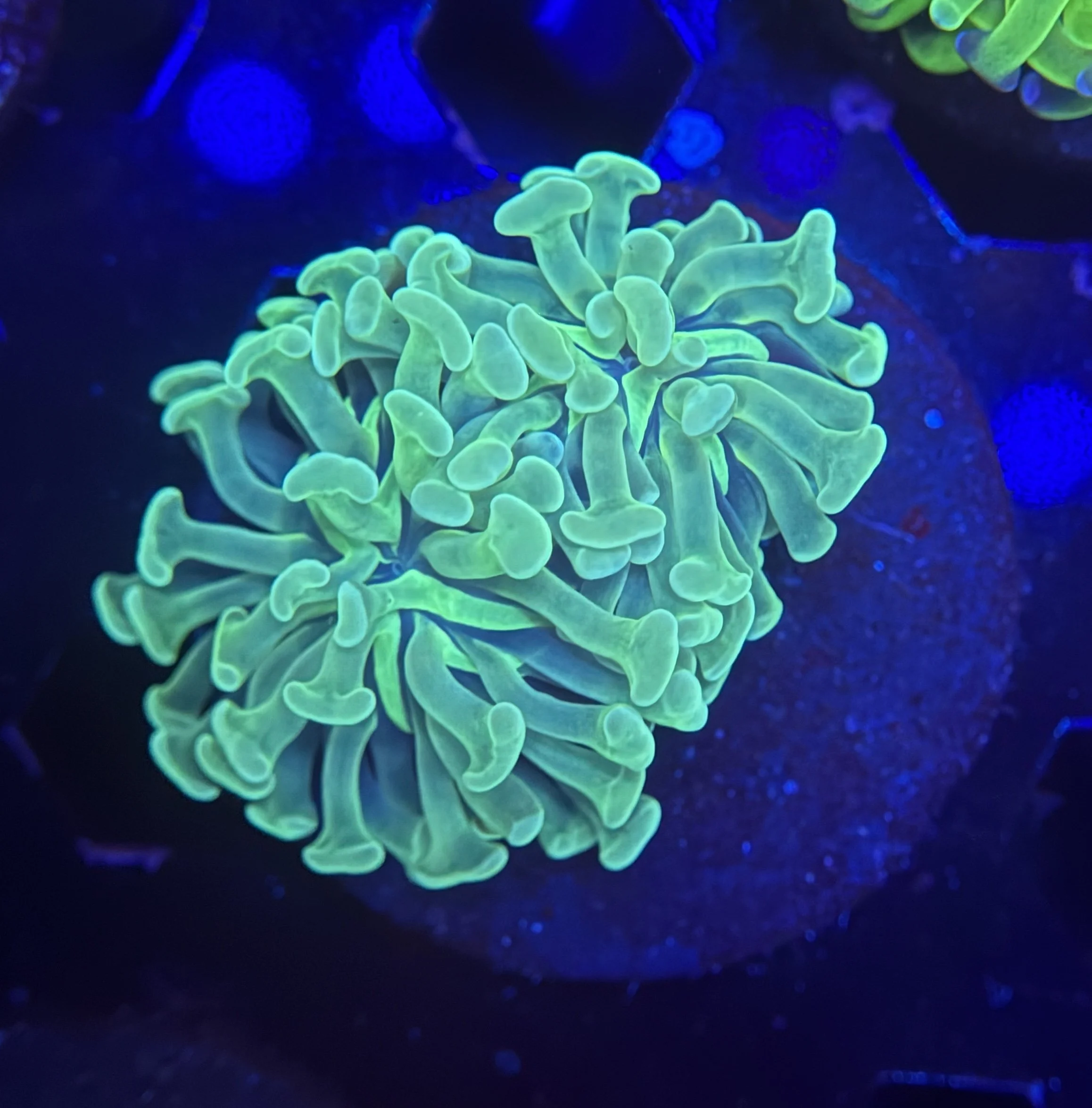 Hammer Frag 007