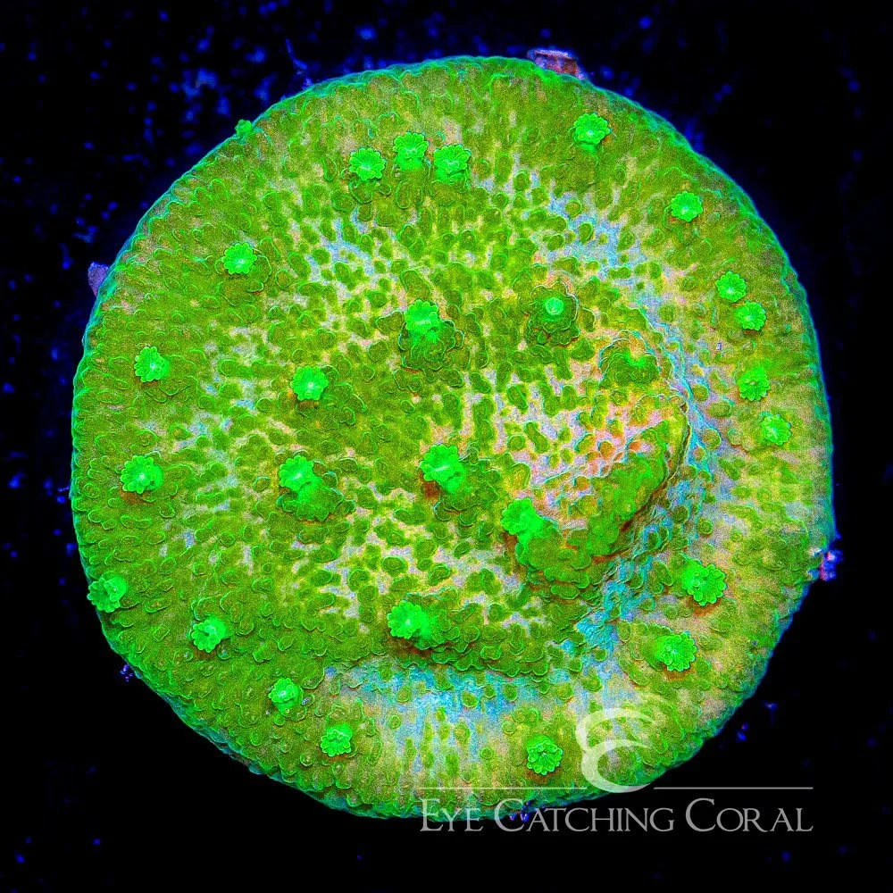 ECC Glow Worm Astreopora Frag — Special Order [AC601]