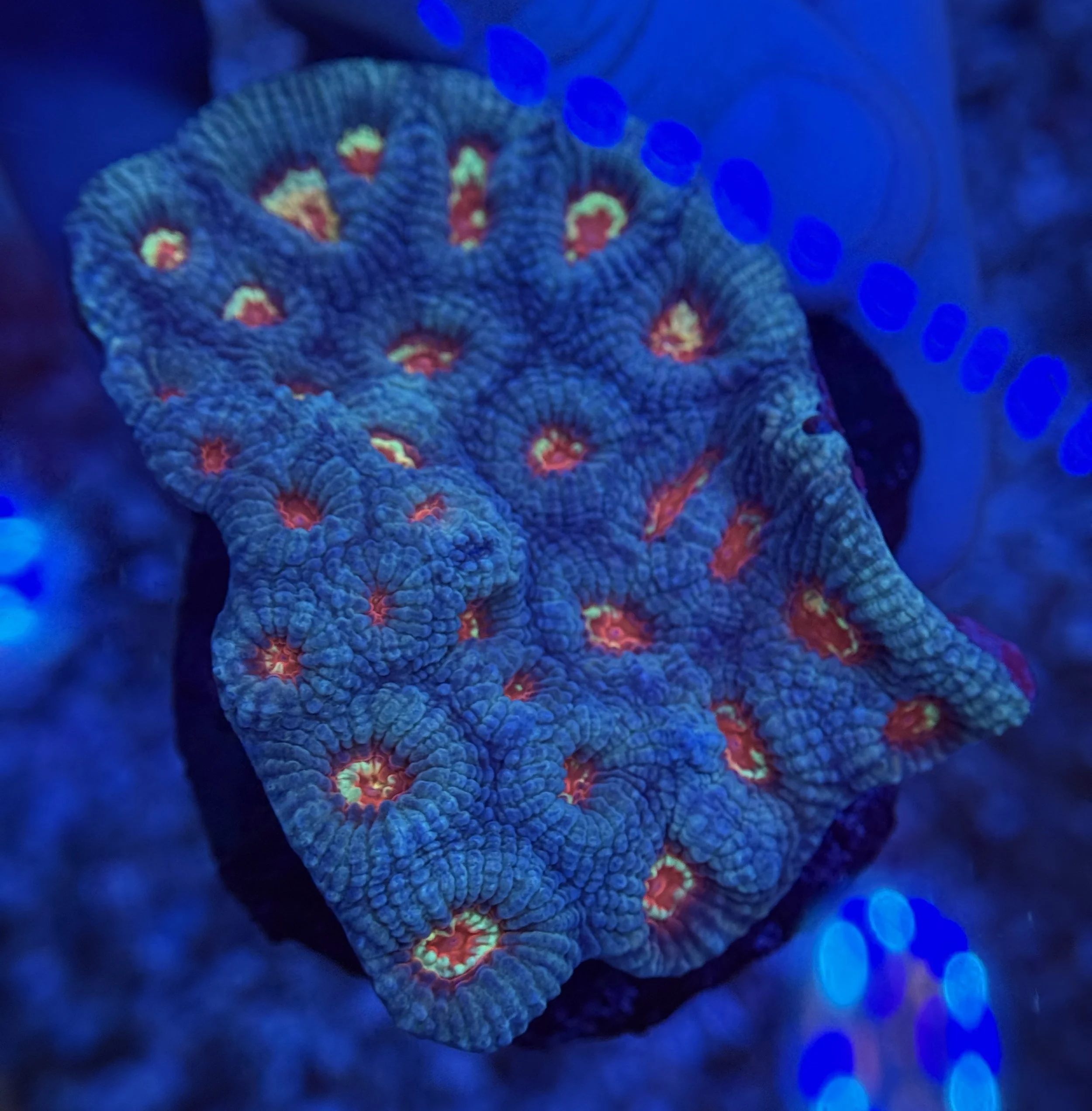 Ultra Favia Colony 002 $60.jpg