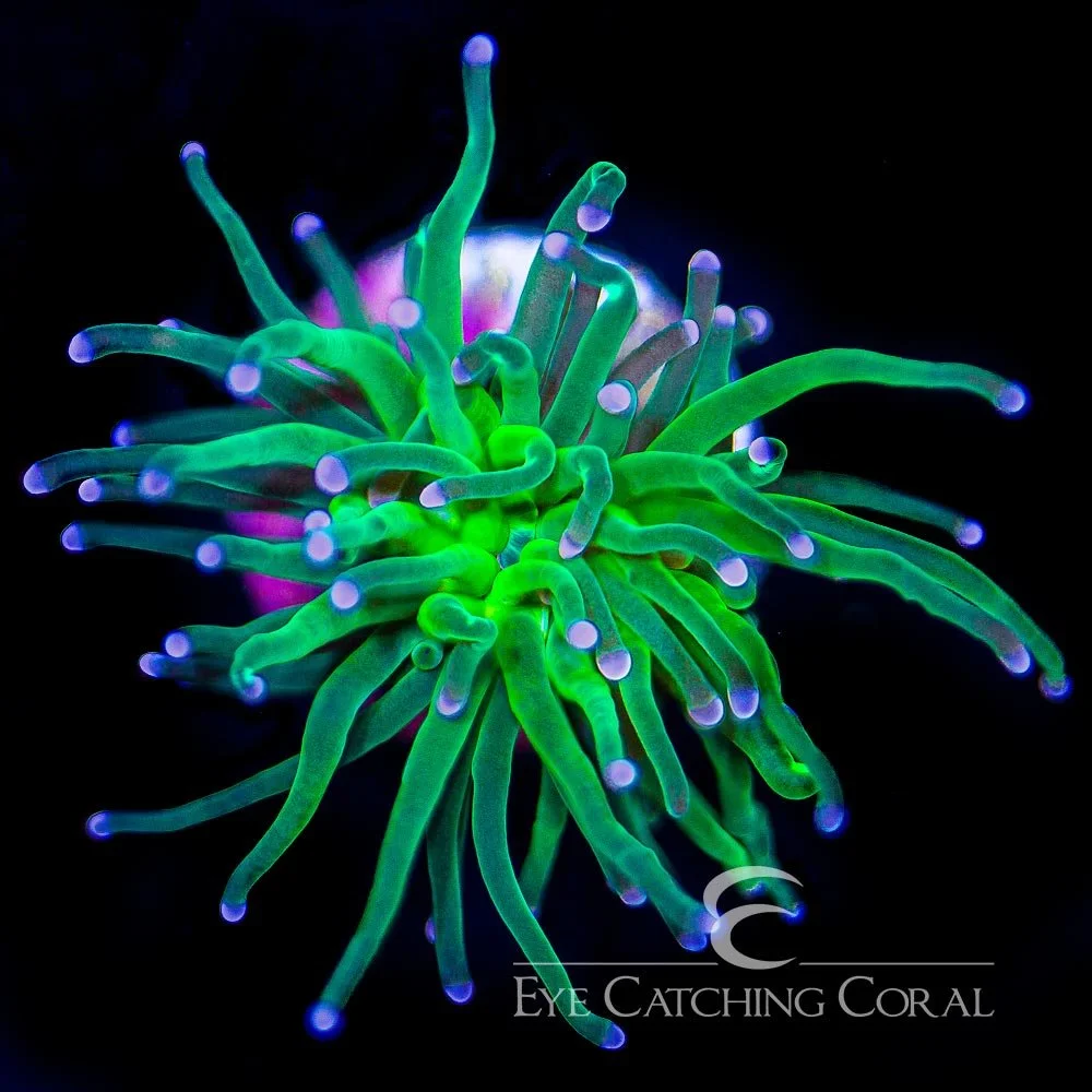 ECC Neon Green with Colored Tip Torch Frag — Special Order [AC762]