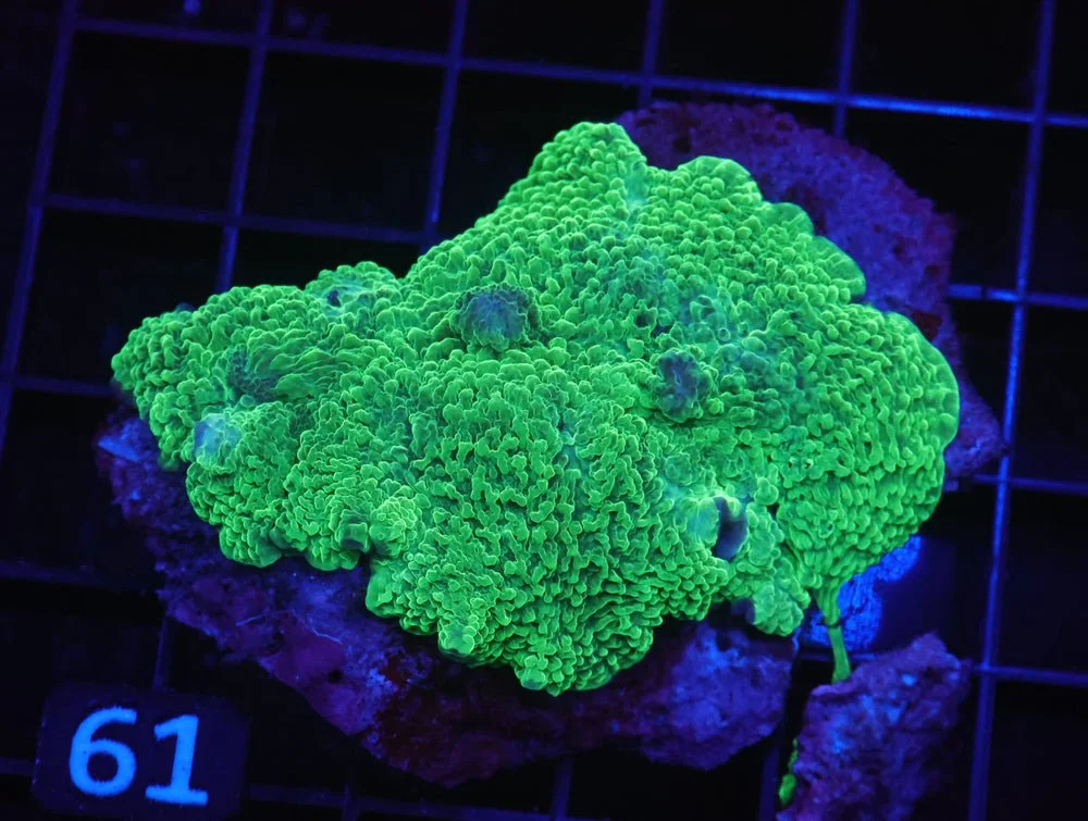 B61 -Indo Radioactive Elephant Ear Mushroom — Special Order [SDC-B61]