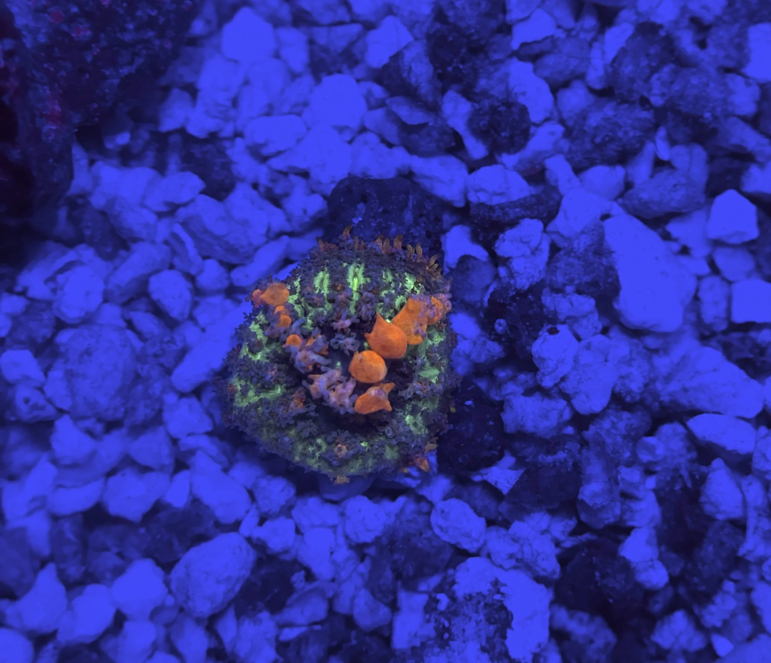 WWC Sunkist Bounce OG Mushrrom